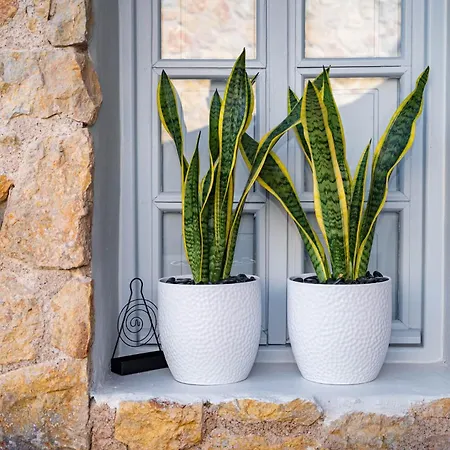 Artchroma House דירה